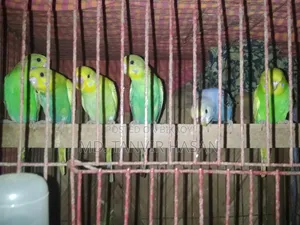 ৫টি বাজরিগার পাখি