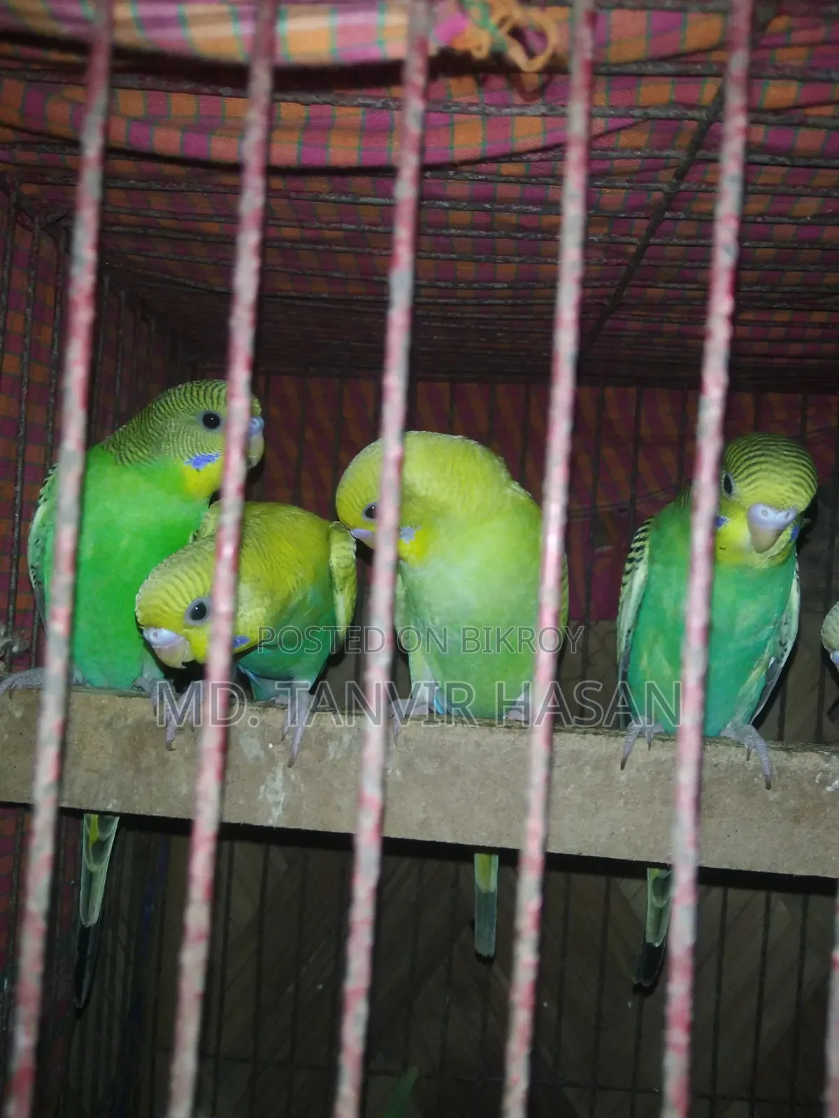 ৫টি বাজরিগার পাখি