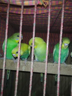 ৫টি বাজরিগার পাখি