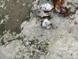 দেশি মুরগির বাচ্চা
