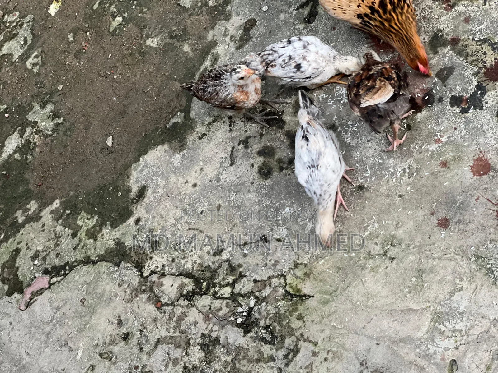 দেশি মুরগির বাচ্চা