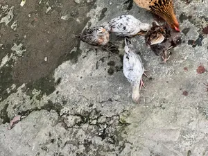 দেশি মুরগির বাচ্চা