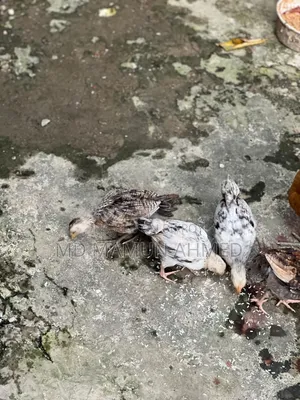 দেশি মুরগির বাচ্চা