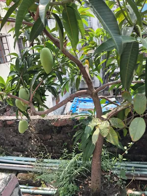 Selling Rooftop-Grown Container/Potted-Optimised Mature Fruit Trees.