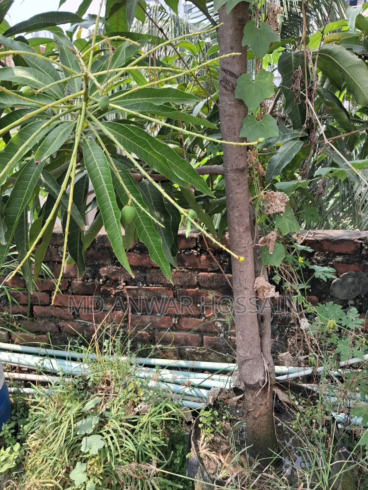 Selling Rooftop-Grown Container/Potted-Optimised Mature Fruit Trees.