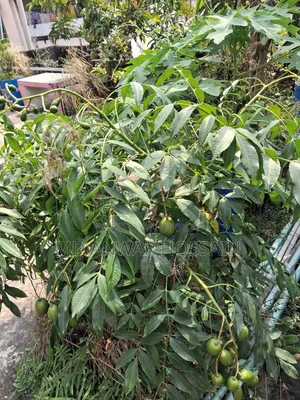 Selling Rooftop-Grown Container/Potted-Optimised Mature Fruit Trees.