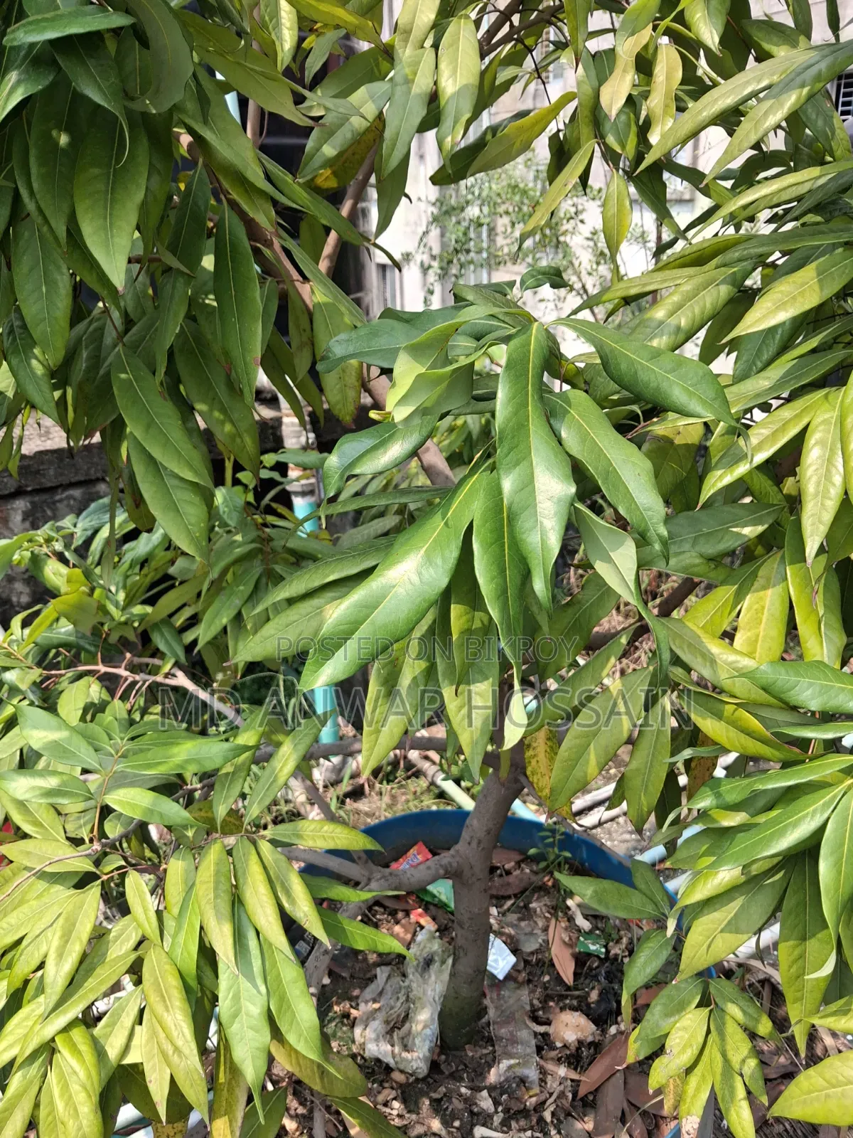 Selling Rooftop-Grown Container/Potted-Optimised Mature Fruit Trees.