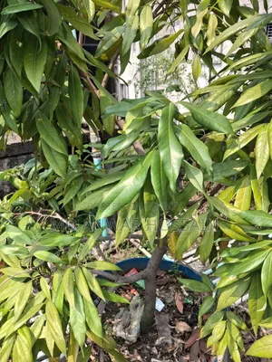 Selling Rooftop-Grown Container/Potted-Optimised Mature Fruit Trees.
