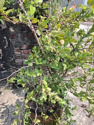 Selling Rooftop-Grown Container/Potted-Optimised Mature Fruit Trees.
