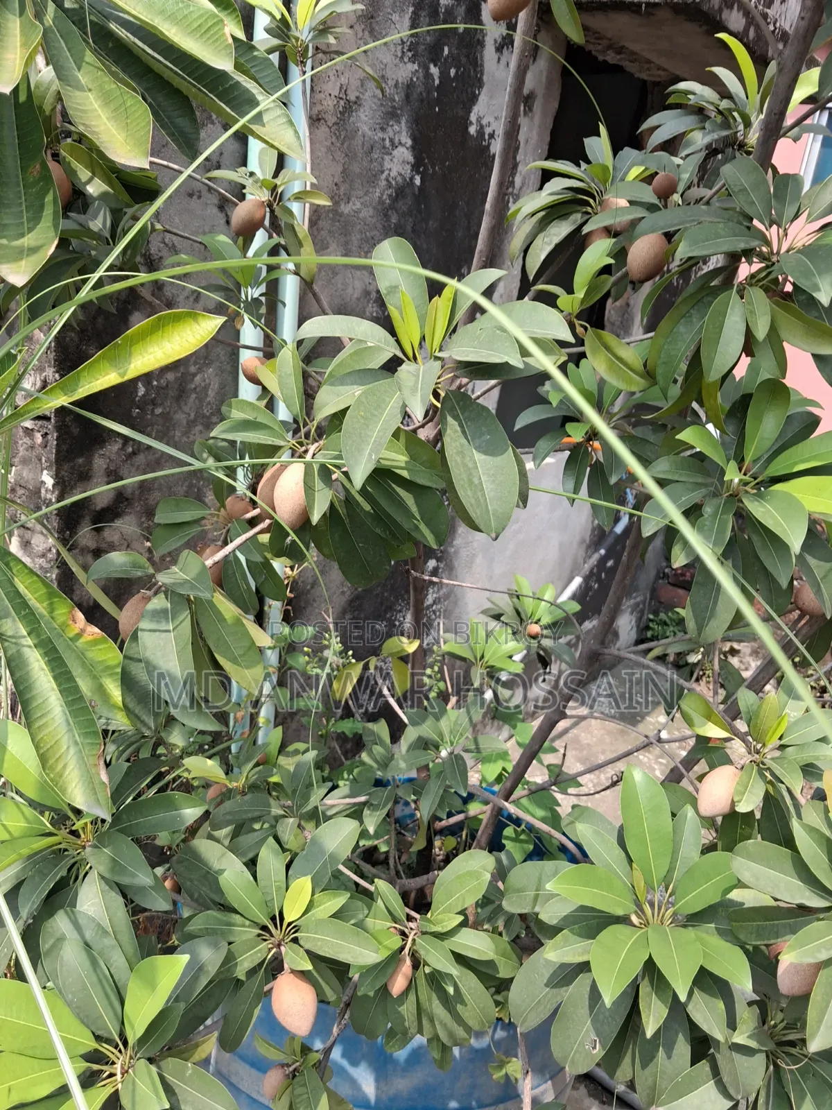 Selling Rooftop-Grown Container/Potted-Optimised Mature Fruit Trees.