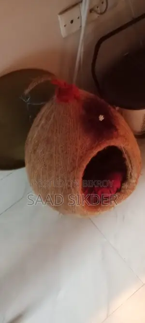 পাটের বিড়াল ও পাখির বাসা (পেট হাউস)