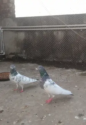 Pigeons for Sale