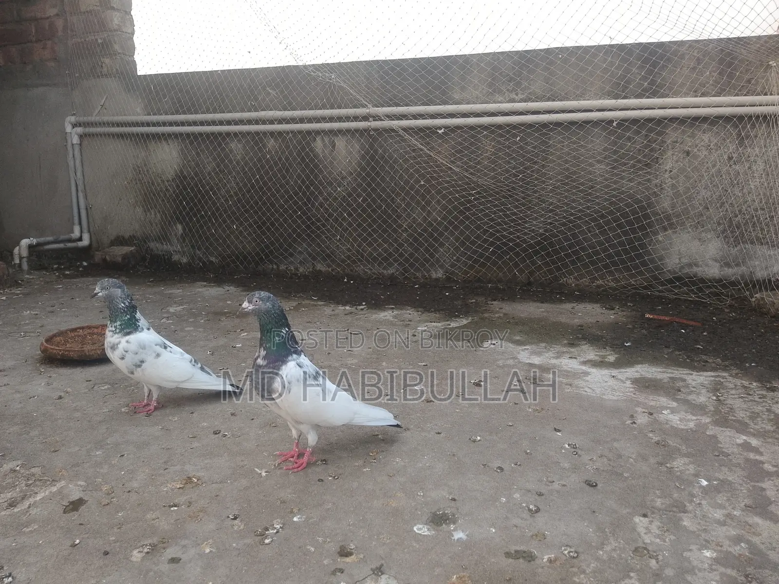 Pigeons for Sale