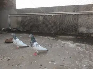 Pigeons for Sale