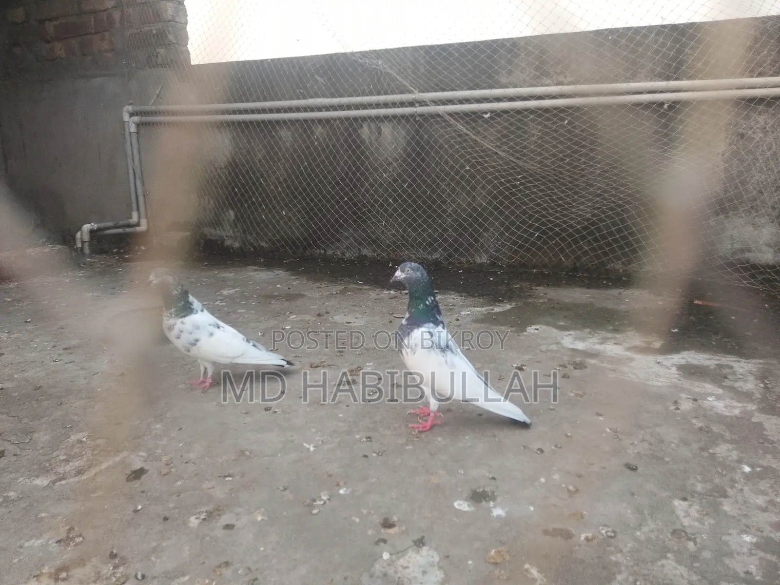 Pigeons for Sale
