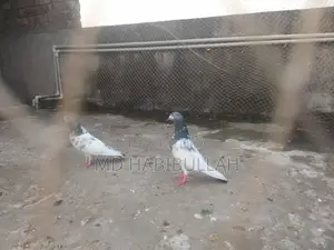 Pigeons for Sale