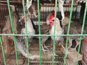 ফাওমি মুরগি