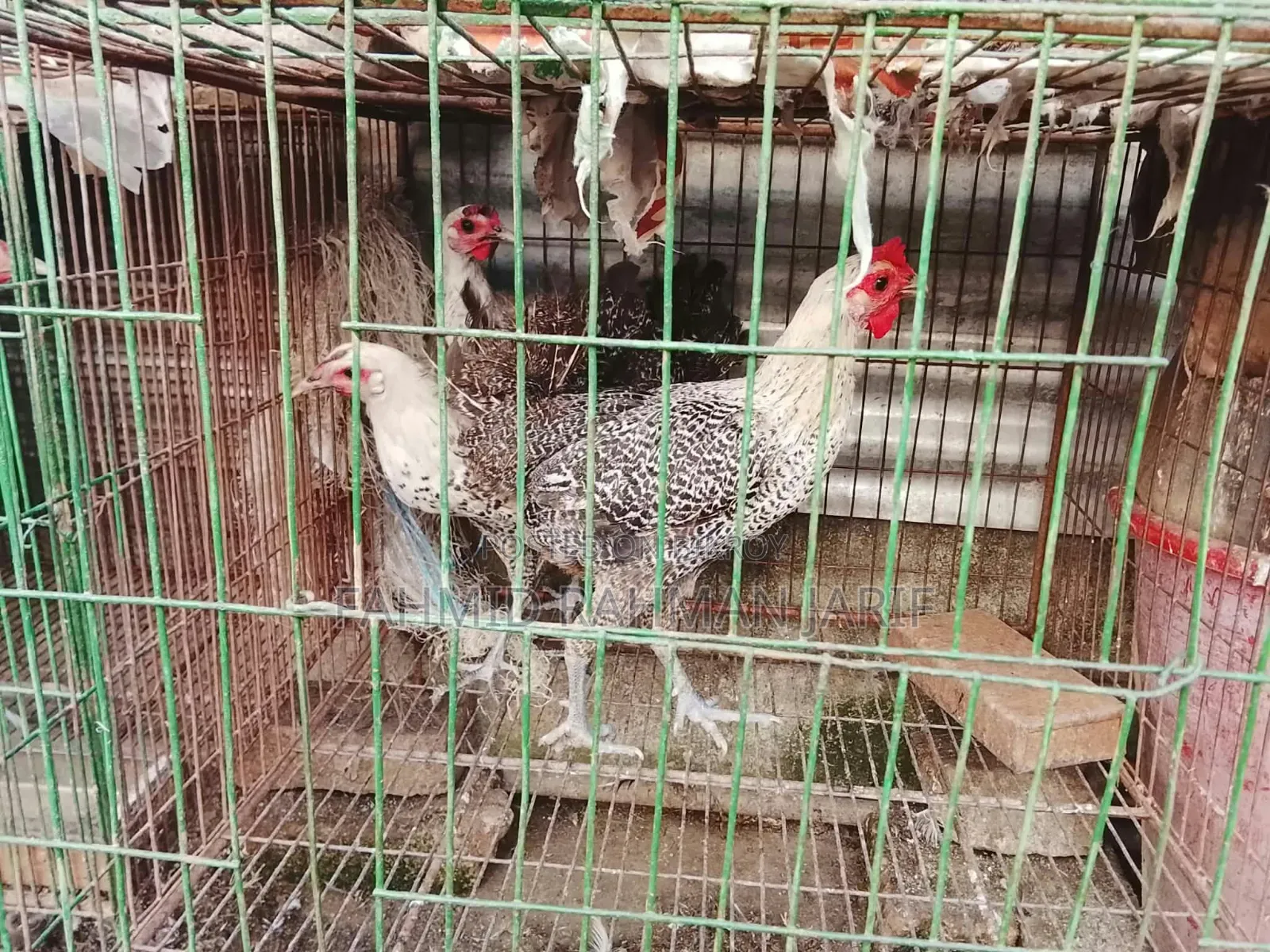 ফাওমি মুরগি