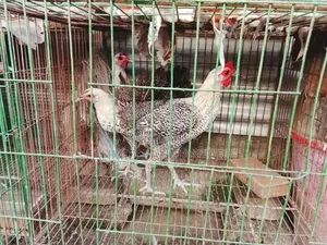 ফাওমি মুরগি