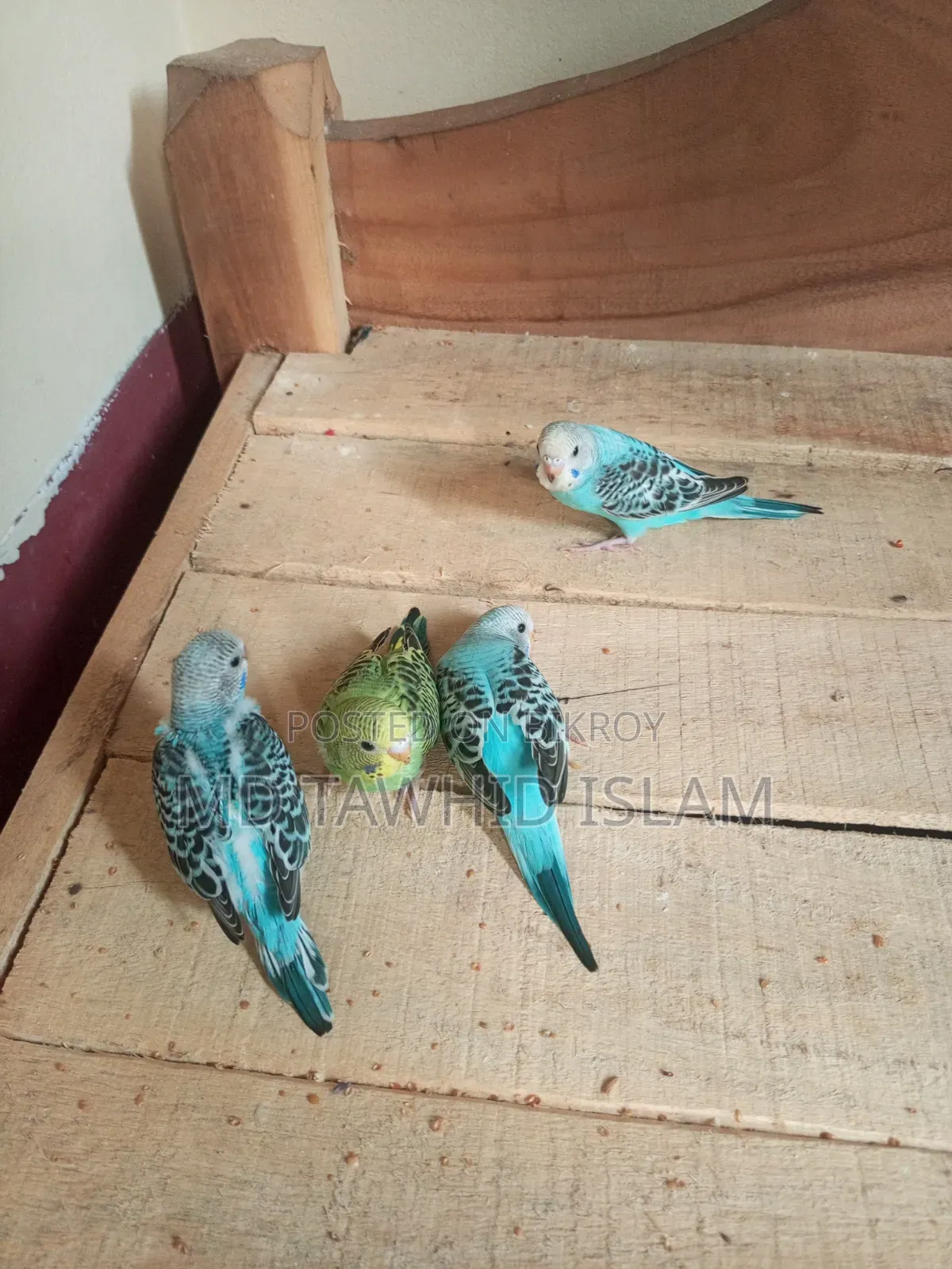 বাজরিগার পাখির বাচ্চা