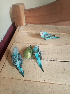 বাজরিগার পাখির বাচ্চা