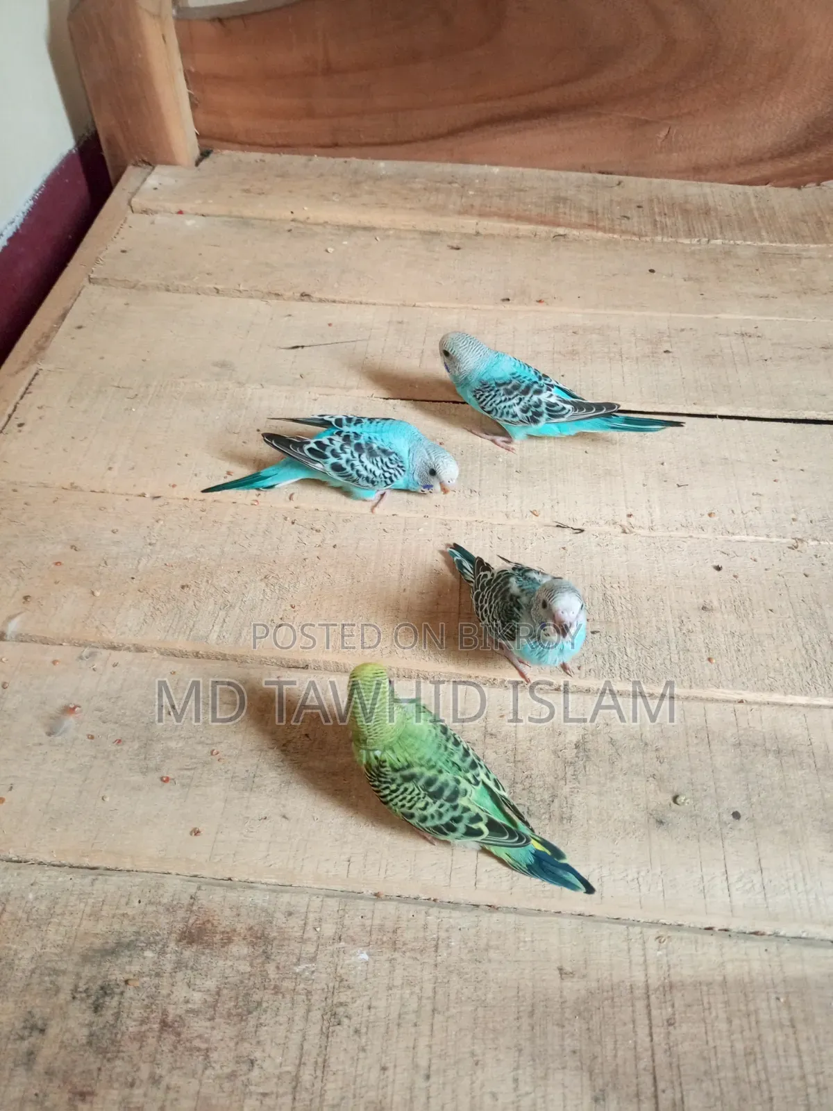 বাজরিগার পাখির বাচ্চা