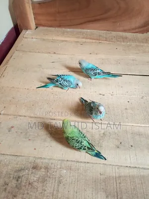 বাজরিগার পাখির বাচ্চা