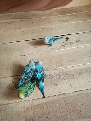 বাজরিগার পাখির বাচ্চা