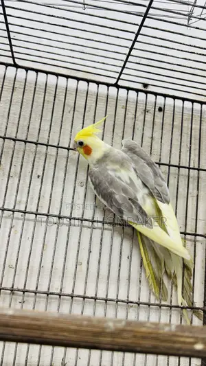 রানিং মেল
