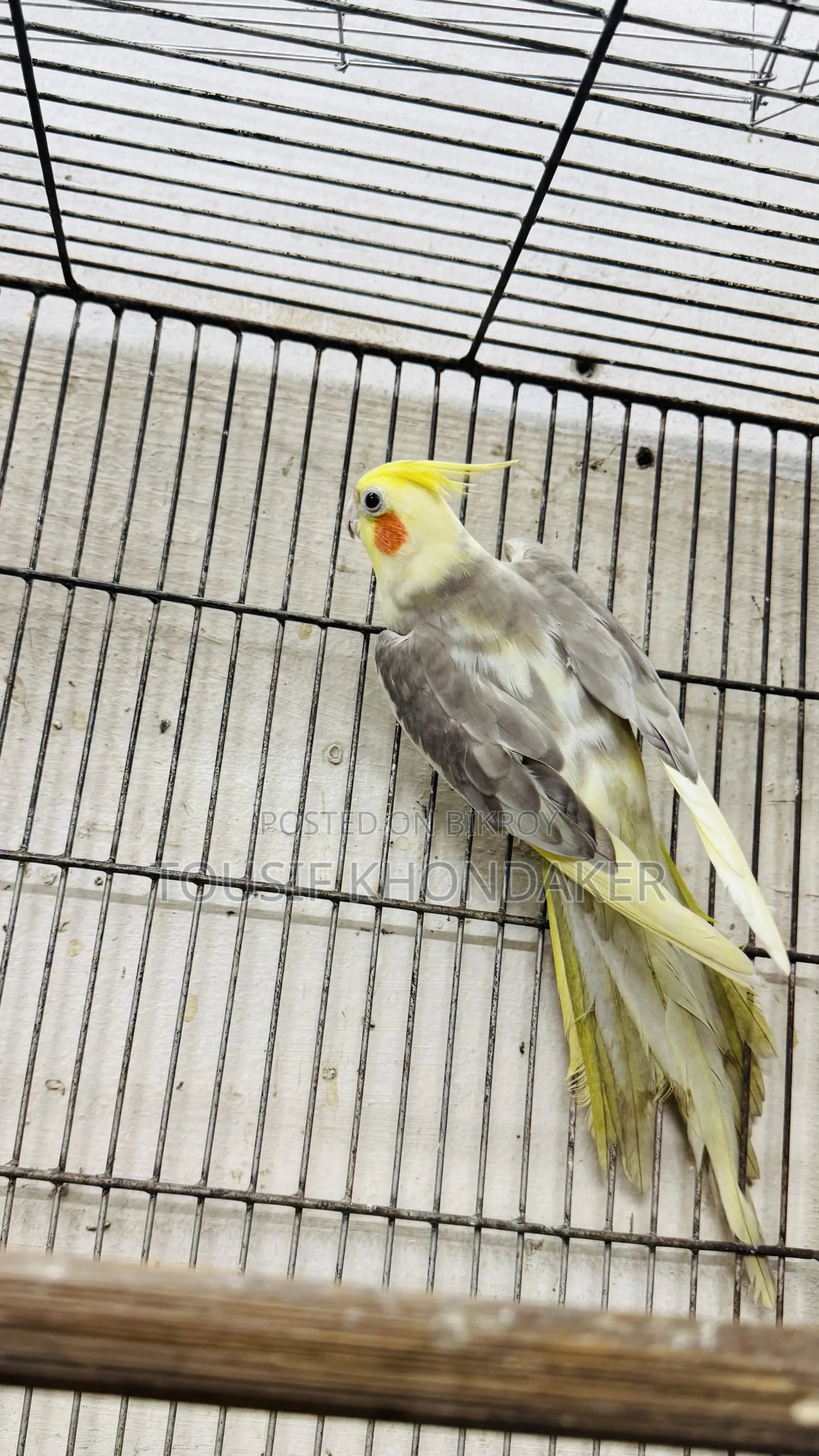 রানিং মেল