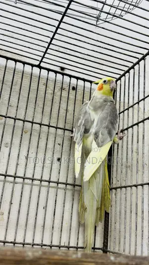 রানিং মেল