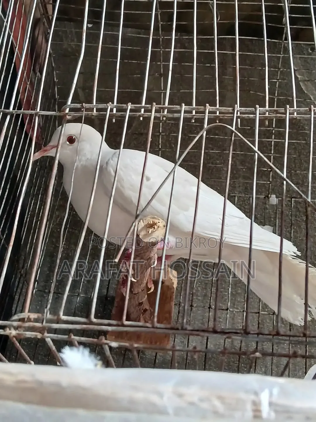 Australian Dove
