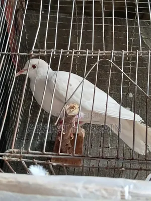 Australian Dove