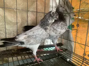 Flying Zooon