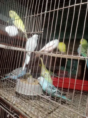 Budgerigar Bird