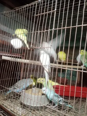 Budgerigar Bird