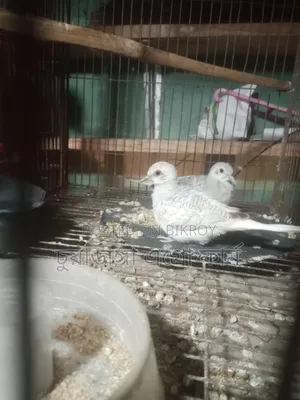 Diamond Dove 1 Pair