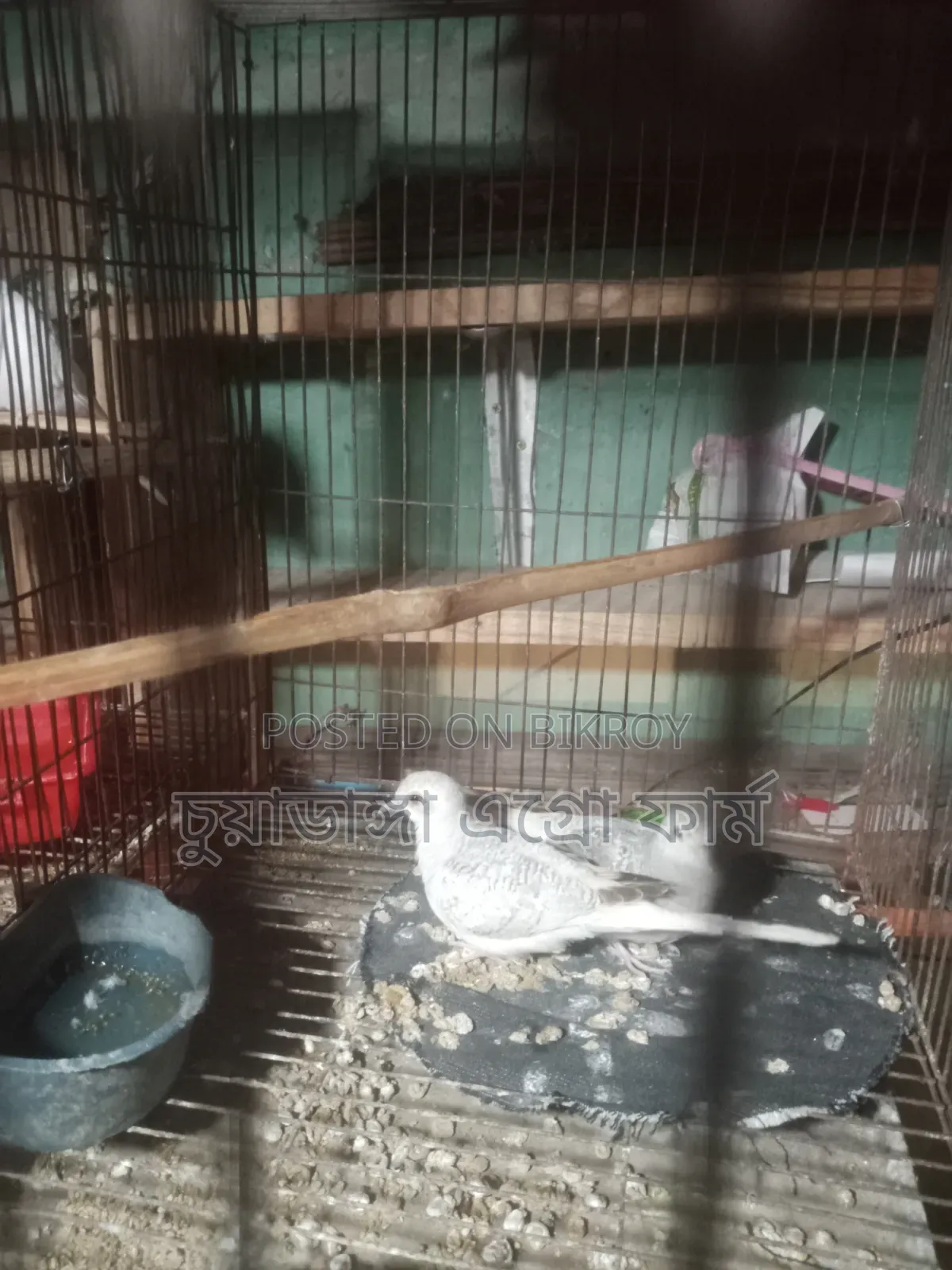 ডায়মন্ড ঘুঘু ১ জোড়া