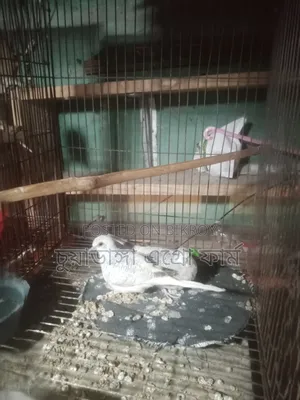 ডায়মন্ড ঘুঘু ১ জোড়া