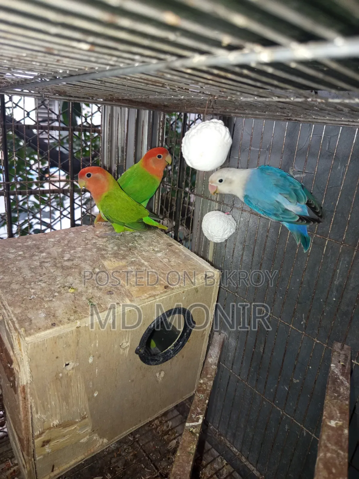 এক জোড়া লাভবার্ডস পাখি ডিম সহ বিক্রি করা হবে