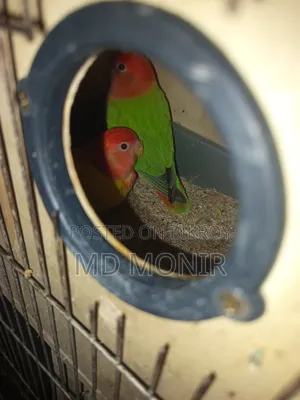 এক জোড়া লাভবার্ডস পাখি ডিম সহ বিক্রি করা হবে