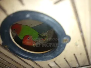 এক জোড়া লাভবার্ডস পাখি ডিম সহ বিক্রি করা হবে