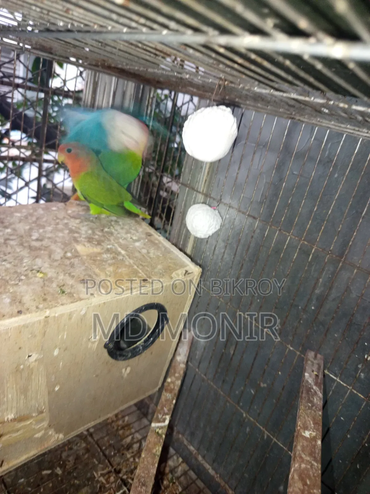 এক জোড়া লাভবার্ডস পাখি ডিম সহ বিক্রি করা হবে