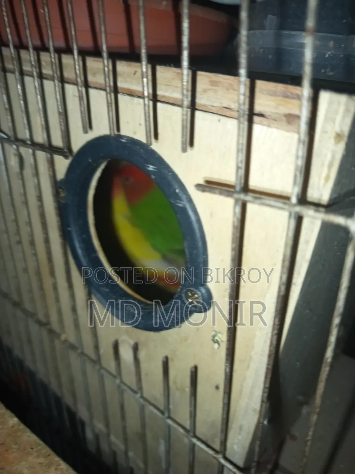 এক জোড়া লাভবার্ডস পাখি ডিম সহ বিক্রি করা হবে