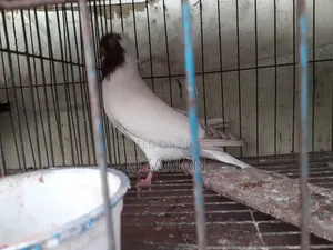 Red Nun Running Male