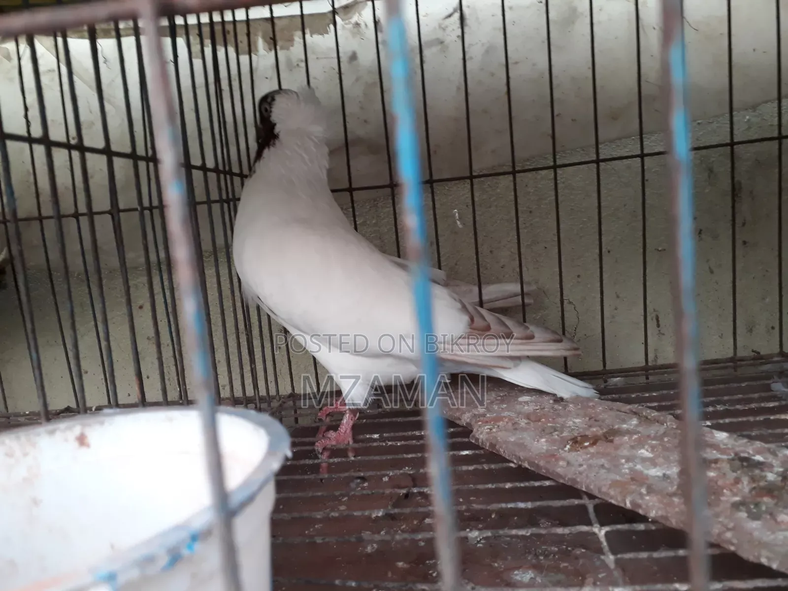 Red Nun Running Male