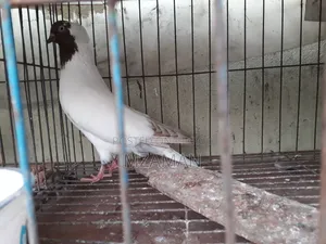 Red Nun Running Male