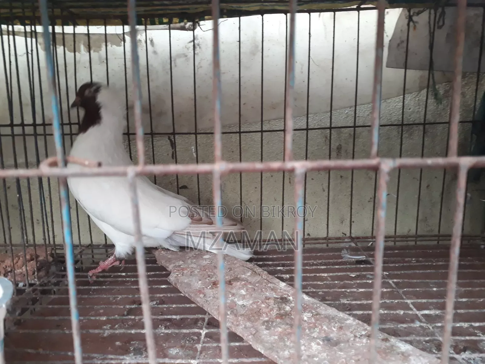Red Nun Running Male