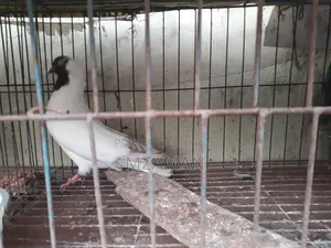 Red Nun Running Male