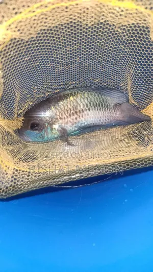 Electric Blue Acara